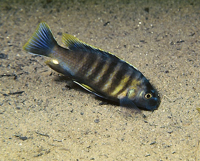 Gephyrochromis sp. 'sand black-fin' Lupingu